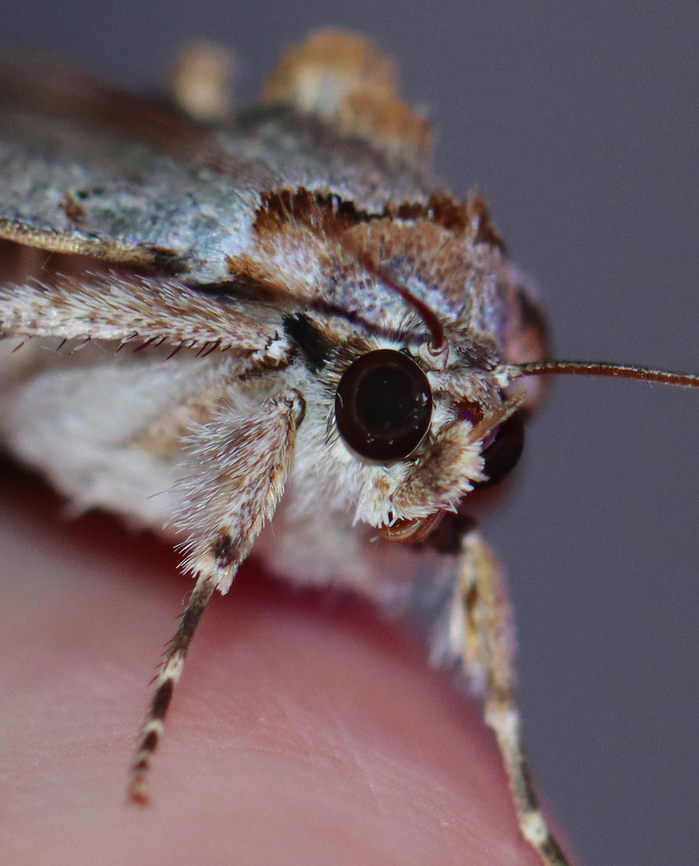 Woody Underwing - Catocala grynea Habitat: Attracted to a 365+395 nm LED lights in a semi-rural area<br />
<br />
2022(75)<br />
<figure class="photo"><a href="https://www.jungledragon.com/image/138591/woody_underwing_-_catocala_grynea.html" title="Woody Underwing - Catocala grynea"><img src="https://s3.amazonaws.com/media.jungledragon.com/images/3232/138591_thumb.jpg?AWSAccessKeyId=05GMT0V3GWVNE7GGM1R2&Expires=1759968010&Signature=Zgd2YNvRFqFa6AGx5vs5Z%2B9Rs%2Bs%3D" width="128" height="152" alt="Woody Underwing - Catocala grynea Habitat: Attracted to a 365+395 nm LED lights in a semi-rural area<br />
<br />
2022(75)<br />
https://www.jungledragon.com/image/138591/woody_underwing_-_catocala_grynea.html<br />
https://www.jungledragon.com/image/138590/woody_underwing_-_catocala_grynea.html<br />
https://www.jungledragon.com/image/138589/woody_underwing_-_catocala_grynea.html Catocala grynea,Geotagged,National Moth Week 2022,Summer,United States,Woody Underwing,moth week 2022" /></a></figure><br />
<figure class="photo"><a href="https://www.jungledragon.com/image/138590/woody_underwing_-_catocala_grynea.html" title="Woody Underwing - Catocala grynea"><img src="https://s3.amazonaws.com/media.jungledragon.com/images/3232/138590_thumb.jpg?AWSAccessKeyId=05GMT0V3GWVNE7GGM1R2&Expires=1759968010&Signature=%2FezWX9LzJlBgtZh2QZv3QANrORQ%3D" width="200" height="146" alt="Woody Underwing - Catocala grynea Habitat: Attracted to a 365+395 nm LED lights in a semi-rural area<br />
<br />
2022(75)<br />
https://www.jungledragon.com/image/138591/woody_underwing_-_catocala_grynea.html<br />
https://www.jungledragon.com/image/138590/woody_underwing_-_catocala_grynea.html<br />
https://www.jungledragon.com/image/138589/woody_underwing_-_catocala_grynea.html Catocala grynea,Geotagged,National Moth Week 2022,Summer,United States,Woody Underwing,moth week 2022" /></a></figure><br />
<figure class="photo"><a href="https://www.jungledragon.com/image/138589/woody_underwing_-_catocala_grynea.html" title="Woody Underwing - Catocala grynea"><img src="https://s3.amazonaws.com/media.jungledragon.com/images/3232/138589_thumb.jpg?AWSAccessKeyId=05GMT0V3GWVNE7GGM1R2&Expires=1759968010&Signature=kANnI9zjgHMa%2F5UJMxnViC0mZK0%3D" width="124" height="152" alt="Woody Underwing - Catocala grynea Habitat: Attracted to a 365+395 nm LED lights in a semi-rural area<br />
<br />
2022(75)<br />
https://www.jungledragon.com/image/138591/woody_underwing_-_catocala_grynea.html<br />
https://www.jungledragon.com/image/138590/woody_underwing_-_catocala_grynea.html<br />
https://www.jungledragon.com/image/138589/woody_underwing_-_catocala_grynea.html Catocala,Catocala grynea,Geotagged,National Moth Week 2022,Summer,United States,Woody Underwing,erebidae,moth,moth week 2022,underwing" /></a></figure> Catocala,Catocala grynea,Geotagged,National Moth Week 2022,Summer,United States,Woody Underwing,erebidae,moth,moth week 2022,underwing