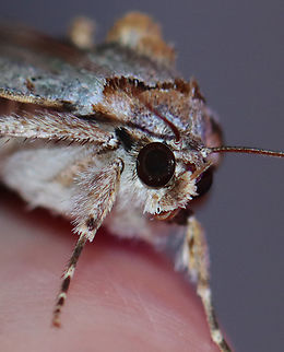 Woody Underwing - Catocala grynea Habitat: Attracted to a 365+395 nm LED lights in a semi-rural area

2022(75)
https://www.jungledragon.com/image/138591/woody_underwing_-_catocala_grynea.html
https://www.jungledragon.com/image/138590/woody_underwing_-_catocala_grynea.html
https://www.jungledragon.com/image/138589/woody_underwing_-_catocala_grynea.html Catocala,Catocala grynea,Geotagged,National Moth Week 2022,Summer,United States,Woody Underwing,erebidae,moth,moth week 2022,underwing