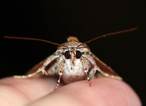 Woody Underwing - Catocala grynea Habitat: Attracted to a 365+395 nm LED lights in a semi-rural area

2022(75)
https://www.jungledragon.com/image/138591/woody_underwing_-_catocala_grynea.html
https://www.jungledragon.com/image/138590/woody_underwing_-_catocala_grynea.html
https://www.jungledragon.com/image/138589/woody_underwing_-_catocala_grynea.html Catocala grynea,Geotagged,National Moth Week 2022,Summer,United States,Woody Underwing,moth week 2022