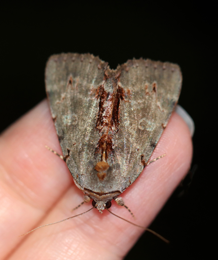 Woody Underwing - Catocala grynea Habitat: Attracted to a 365+395 nm LED lights in a semi-rural area<br />
<br />
2022(75)<br />
<figure class="photo"><a href="https://www.jungledragon.com/image/138591/woody_underwing_-_catocala_grynea.html" title="Woody Underwing - Catocala grynea"><img src="https://s3.amazonaws.com/media.jungledragon.com/images/3232/138591_thumb.jpg?AWSAccessKeyId=05GMT0V3GWVNE7GGM1R2&Expires=1769040010&Signature=EGsTwTbcG3GqEAVuSlDu69QdZiw%3D" width="128" height="152" alt="Woody Underwing - Catocala grynea Habitat: Attracted to a 365+395 nm LED lights in a semi-rural area<br />
<br />
2022(75)<br />
https://www.jungledragon.com/image/138591/woody_underwing_-_catocala_grynea.html<br />
https://www.jungledragon.com/image/138590/woody_underwing_-_catocala_grynea.html<br />
https://www.jungledragon.com/image/138589/woody_underwing_-_catocala_grynea.html Catocala grynea,Geotagged,National Moth Week 2022,Summer,United States,Woody Underwing,moth week 2022" /></a></figure><br />
<figure class="photo"><a href="https://www.jungledragon.com/image/138590/woody_underwing_-_catocala_grynea.html" title="Woody Underwing - Catocala grynea"><img src="https://s3.amazonaws.com/media.jungledragon.com/images/3232/138590_thumb.jpg?AWSAccessKeyId=05GMT0V3GWVNE7GGM1R2&Expires=1769040010&Signature=Fv%2B7wi6%2FOoX0JRAm%2B%2Fxr1Z79zQI%3D" width="200" height="146" alt="Woody Underwing - Catocala grynea Habitat: Attracted to a 365+395 nm LED lights in a semi-rural area<br />
<br />
2022(75)<br />
https://www.jungledragon.com/image/138591/woody_underwing_-_catocala_grynea.html<br />
https://www.jungledragon.com/image/138590/woody_underwing_-_catocala_grynea.html<br />
https://www.jungledragon.com/image/138589/woody_underwing_-_catocala_grynea.html Catocala grynea,Geotagged,National Moth Week 2022,Summer,United States,Woody Underwing,moth week 2022" /></a></figure><br />
<figure class="photo"><a href="https://www.jungledragon.com/image/138589/woody_underwing_-_catocala_grynea.html" title="Woody Underwing - Catocala grynea"><img src="https://s3.amazonaws.com/media.jungledragon.com/images/3232/138589_thumb.jpg?AWSAccessKeyId=05GMT0V3GWVNE7GGM1R2&Expires=1769040010&Signature=GwoqY%2FO8wDl7wFdtg61RYpGVfLk%3D" width="124" height="152" alt="Woody Underwing - Catocala grynea Habitat: Attracted to a 365+395 nm LED lights in a semi-rural area<br />
<br />
2022(75)<br />
https://www.jungledragon.com/image/138591/woody_underwing_-_catocala_grynea.html<br />
https://www.jungledragon.com/image/138590/woody_underwing_-_catocala_grynea.html<br />
https://www.jungledragon.com/image/138589/woody_underwing_-_catocala_grynea.html Catocala,Catocala grynea,Geotagged,National Moth Week 2022,Summer,United States,Woody Underwing,erebidae,moth,moth week 2022,underwing" /></a></figure> Catocala grynea,Geotagged,National Moth Week 2022,Summer,United States,Woody Underwing,moth week 2022