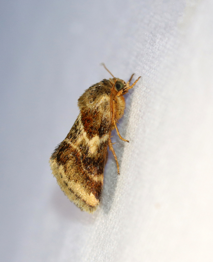 Lynx Flower Moth - Schinia lynx Habitat: Attracted to a 365+395 nm LED lights in a semi-rural area<br />
<br />
2022(76) Geotagged,National Moth Week 2022,Schinia,Schinia lynx,Summer,United States,lynx flower moth,moth,moth week 2022