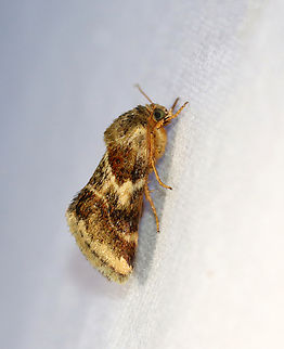 Lynx Flower Moth - Schinia lynx Habitat: Attracted to a 365+395 nm LED lights in a semi-rural area

2022(76) Geotagged,National Moth Week 2022,Schinia,Schinia lynx,Summer,United States,lynx flower moth,moth,moth week 2022