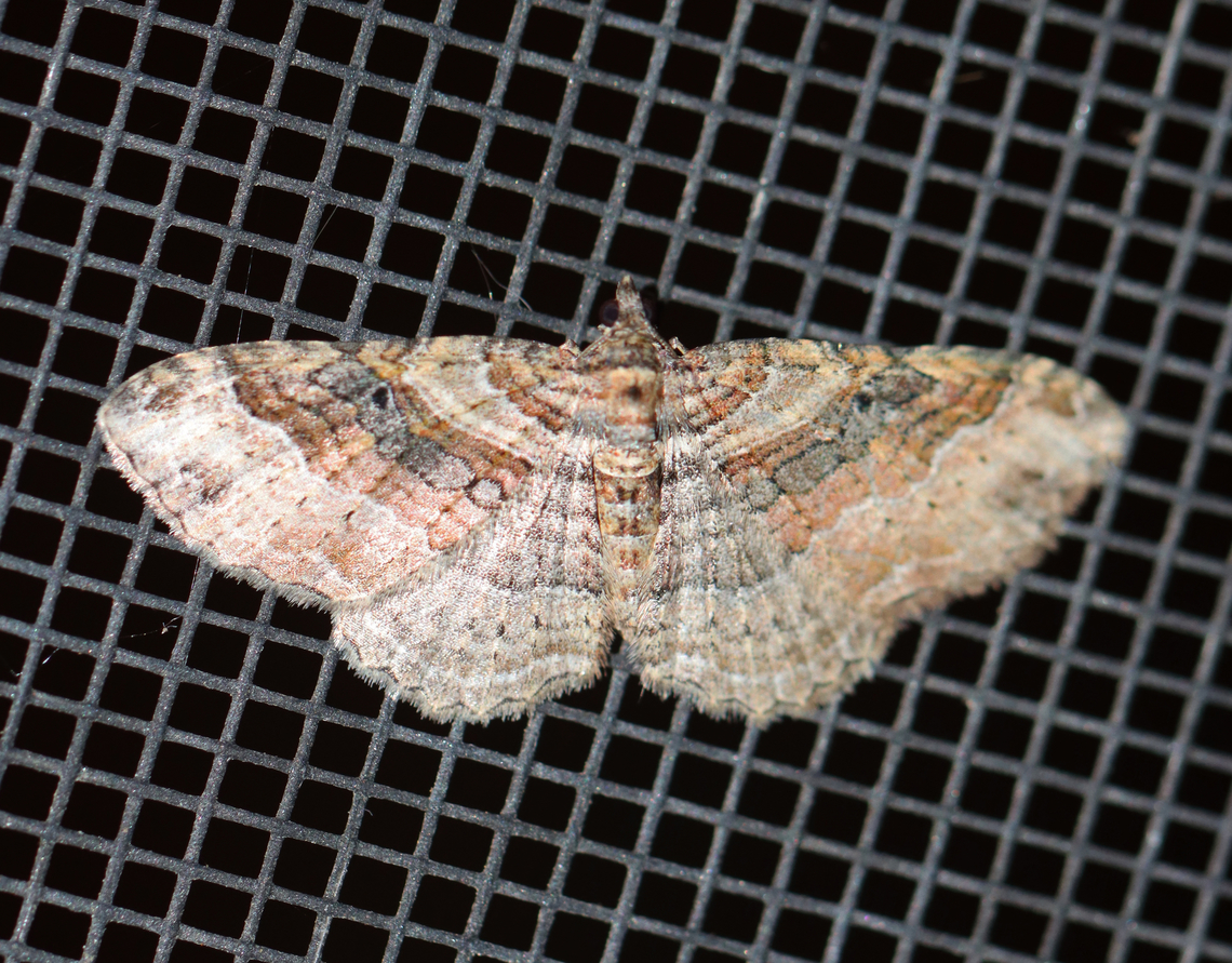 Bent-line Carpet Moth - Costaconvexa centrostrigaria Habitat: Attracted to a 365+395 nm LED lights in a semi-rural area<br />
<br />
2022(d) Bent-line Carpet Moth,Costaconvexa,Costaconvexa centrostrigaria,Geometridae,Geotagged,National Moth Week 2022,Summer,United States,moth,moth week 2022