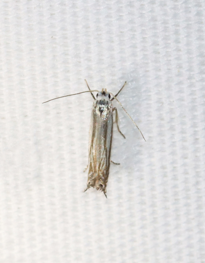 Polyhymno Moth - Polyhymno luteostrigella Habitat: Attracted to a 365+395 nm LED lights in a semi-rural area<br />
<br />
2022(77) Gelechiidae,Geotagged,National Moth Week 2022,Polyhymno,Polyhymno luteostrigella,Summer,United States,moth,moth week 2022