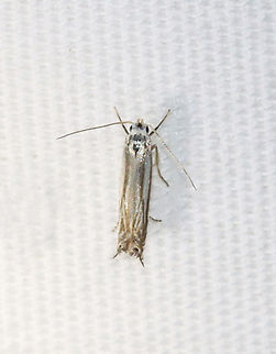 Polyhymno Moth - Polyhymno luteostrigella Habitat: Attracted to a 365+395 nm LED lights in a semi-rural area

2022(77) Gelechiidae,Geotagged,National Moth Week 2022,Polyhymno,Polyhymno luteostrigella,Summer,United States,moth,moth week 2022