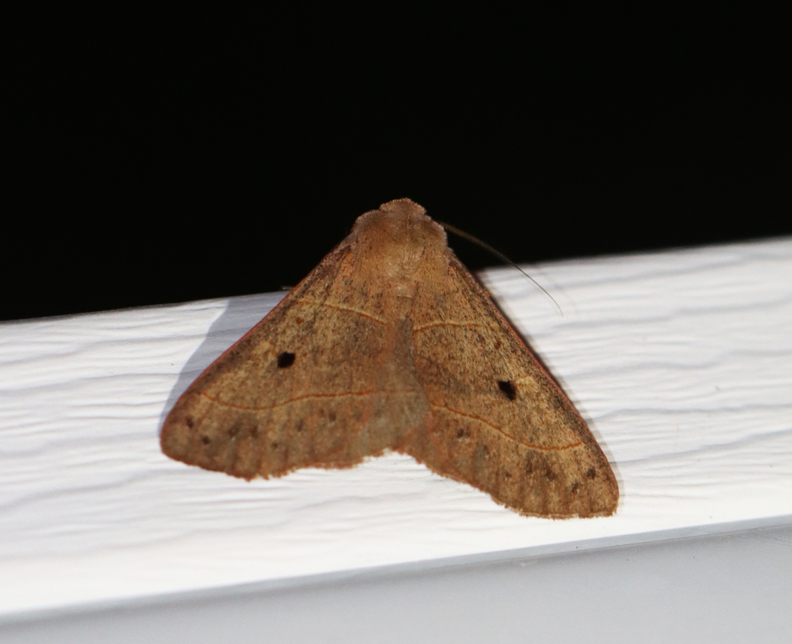 Red-lined Panopoda - Panopoda rufimargo Habitat: Attracted to a 365+395 nm LED lights in a semi-rural area<br />
<br />
2022(78) Geotagged,National Moth Week 2022,Panopoda rufimargo,Red-lined Panopoda,Summer,United States,erebidae,moth,moth week 2022,panopoda