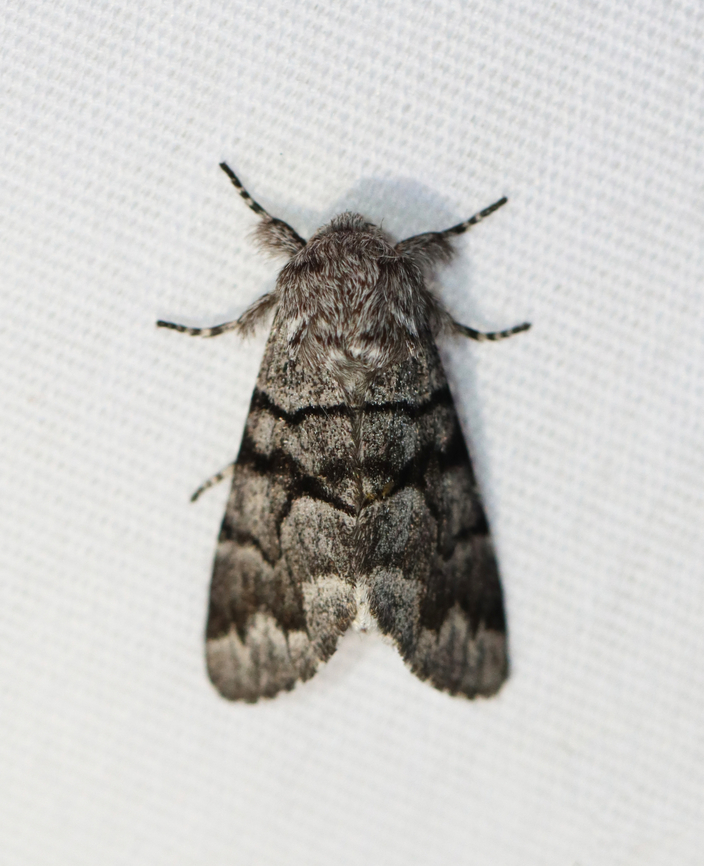 Eastern Panthea - Panthea furcilla Habitat: Attracted to a 365+395 nm LED lights in a semi-rural area<br />
<br />
2022(79) Eastern Panthea,Geotagged,National Moth Week 2022,Panthea furcilla,Summer,United States,moth,moth week 2022,noctuidae,panthea