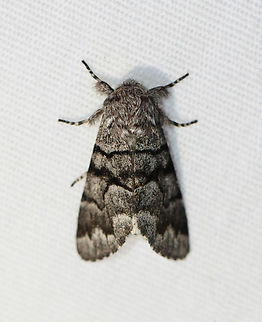 Eastern Panthea - Panthea furcilla Habitat: Attracted to a 365+395 nm LED lights in a semi-rural area

2022(79) Eastern Panthea,Geotagged,National Moth Week 2022,Panthea furcilla,Summer,United States,moth,moth week 2022,noctuidae,panthea