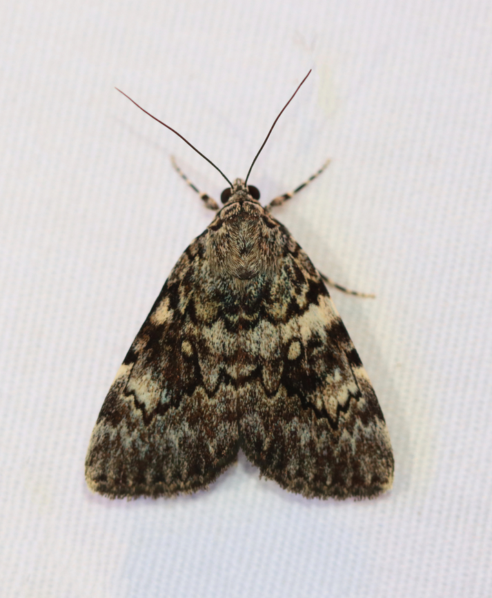 Lineella Underwing - Catocala lineella Habitat: Attracted to a 365+395 nm LED lights in a semi-rural area<br />
<br />
2022(80) Catocala lineella,Geotagged,Lineella Underwing,National Moth Week 2022,Summer,United States,catocala,erebidae,moth,moth week 2022