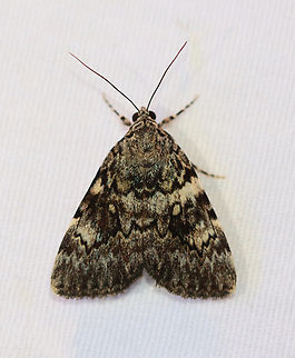 Lineella Underwing - Catocala lineella Habitat: Attracted to a 365+395 nm LED lights in a semi-rural area

2022(80) Catocala lineella,Geotagged,Lineella Underwing,National Moth Week 2022,Summer,United States,catocala,erebidae,moth,moth week 2022