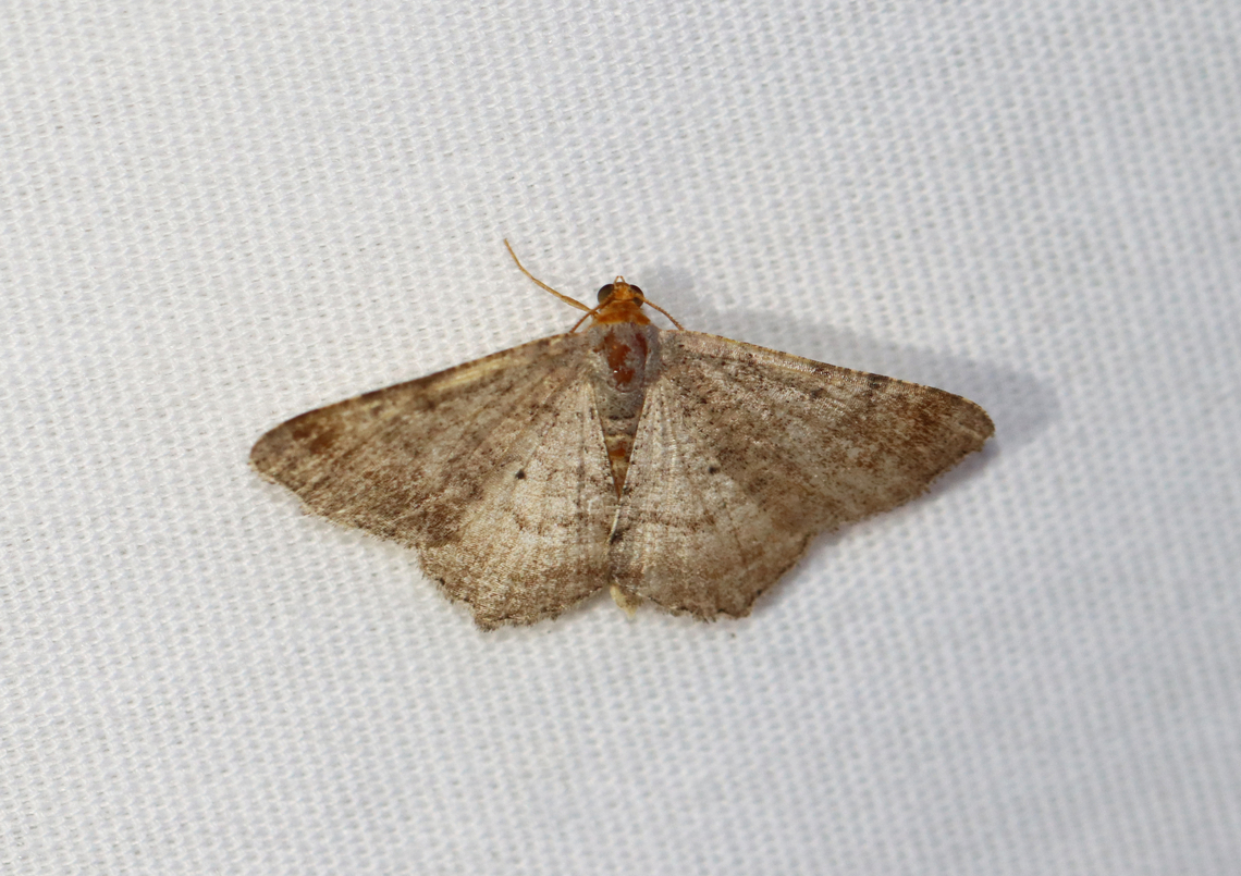 Minor Angle - Macaria minorata Habitat: Attracted to a 365+395 nm LED lights in a semi-rural area<br />
<br />
2022(81) Geotagged,Macaria minorata,Minor Angle,Summer,United States,geometridae,macaria,moth,moth week 2022,national moth week 2022