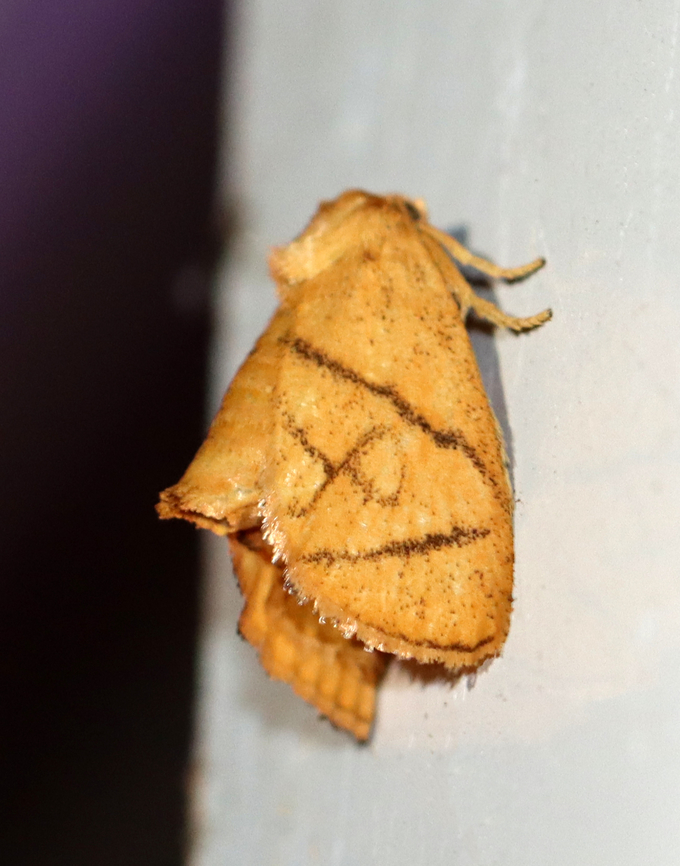 Inverted Y Slug Moth - Apoda y-inversa Habitat: Attracted to a 365+395 nm LED lights in a semi-rural area<br />
<br />
2022(d) Apoda y-inversa,Apoda y-inversum,Geotagged,National Moth Week 2022,Summer,United States,apoda,moth,moth week 2022