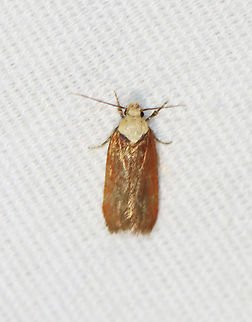 Purple carrot-seed moth - Depressaria depressana Habitat: Attracted to a 365+395 nm LED lights in a semi-rural area

2022(82) Depressaria depressana,Geotagged,National Moth Week 2022,Purple carrot-seed moth,Summer,United States,moth,moth week 2022