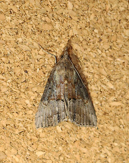 Green Cloverworm - Hypena scabra Habitat: Attracted to a 365+395 nm LED lights in a semi-rural area

2022(83) Geotagged,Green Cloverworm,Hypena scabra,National Moth Week 2022,Summer,United States,moth,moth week 2022