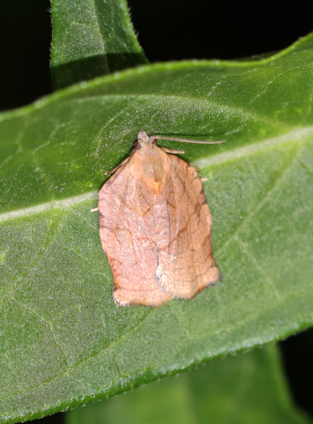 Omnivorous Leafroller Moth - Archips purpurana Habitat: Attracted to a 365+395 nm LED lights in a semi-rural area<br />
<br />
2022(84) Archips purpuranus,Geotagged,National Moth Week 2022,Omnivorous leafroller moth,Summer,United States,moth,moth week 2022