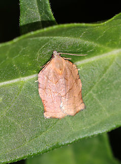 Omnivorous Leafroller Moth - Archips purpurana Habitat: Attracted to a 365+395 nm LED lights in a semi-rural area

2022(84) Archips purpuranus,Geotagged,National Moth Week 2022,Omnivorous leafroller moth,Summer,United States,moth,moth week 2022