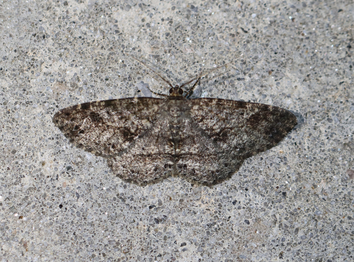 Canadian melanolophia - Melanolophia canadaria Habitat: Attracted to a 365+395 nm LED lights in a semi-rural area<br />
<br />
2022(85) Canadian melanolophia,Geotagged,Melanolophia,Melanolophia canadaria,National Moth Week 2022,Summer,United States,moth,moth week 2022