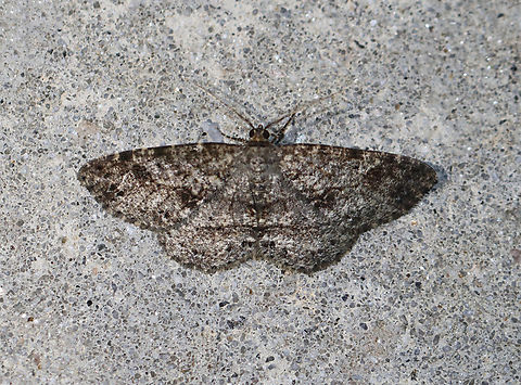 Canadian melanolophia - Melanolophia canadaria Habitat: Attracted to a 365+395 nm LED lights in a semi-rural area

2022(85) Canadian melanolophia,Geotagged,Melanolophia,Melanolophia canadaria,National Moth Week 2022,Summer,United States,moth,moth week 2022