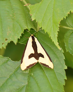 Clymene Moth - Haploa clymene Habitat: Deciduous forest Clymene Moth,Geotagged,Haploa clymene,National Moth Week 2022,Summer,United States,moth,moth week 2022