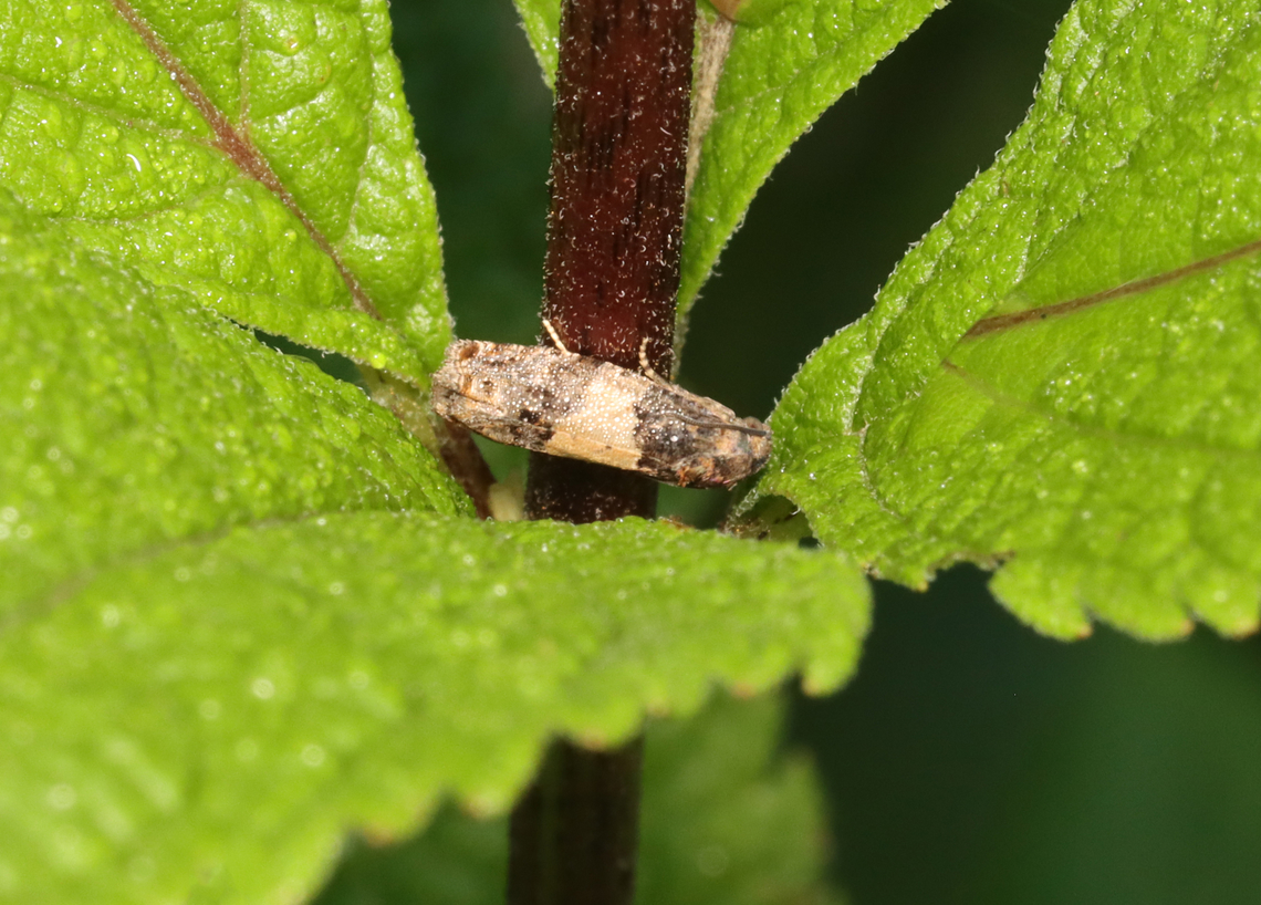 Glenn's Epiblema Moth - Epiblema glenni Habitat: Garden Epiblema,Epiblema glenni,Epiblema scudderiana,Geotagged,Goldenrod Gall Moth,National Moth Week 2022,Summer,United States,moth,moth week 2022