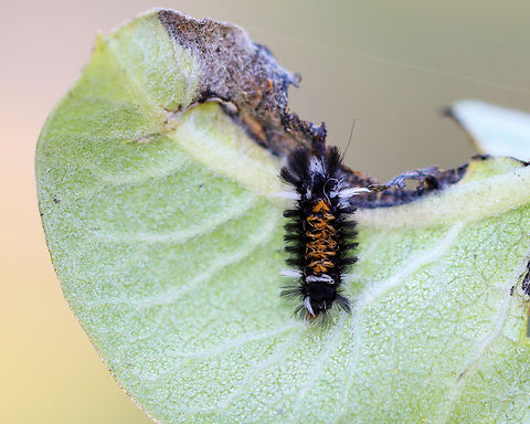 Milkweed Tussock Moth Larva - Euchaetes egle Habitat: Milkweed; meadow Euchaetes,Euchaetes egle,Geotagged,Milkweed Tussock Moth,National Moth Week 2022,Summer,United States,caterpillar,euchaetes,larva,moth week 2022