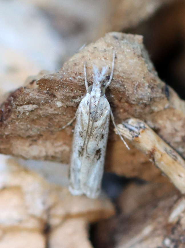 Moth - Microcrambus sp. Habitat: Garden Geotagged,Microcrambus,National Moth Week 2022,Summer,United States,moth,moth week 2022