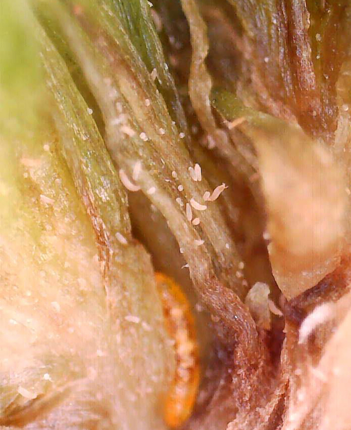 Coneflower Rosette Mites (Family Eriophyidae) on Echinacea sp. The tiny white things are the mites. I found them inside a Coneflower Rosette Mite Gall (Family Eriophyidae) on Echinacea sp. Photographed with a microscope.<br />
<br />
To see the mites in action:<br />
<section class="video"><iframe width="448" height="252" src="https://player.vimeo.com/video/735614976?title=0&byline=0&portrait=0" frameborder="0"></iframe></section><br />
<br />
Here is what the gall looks like:<br />
<figure class="photo"><a href="https://www.jungledragon.com/image/138780/coneflower_rosette_mite_gall_family_eriophyidae_on_echinacea_sp.html" title="Coneflower Rosette Mite Gall (Family Eriophyidae) on Echinacea sp."><img src="https://s3.amazonaws.com/media.jungledragon.com/images/3232/138780_thumb.jpg?AWSAccessKeyId=05GMT0V3GWVNE7GGM1R2&Expires=1759968010&Signature=Fprkfob8OLFhsfe9ZYKDDWWOX44%3D" width="200" height="154" alt="Coneflower Rosette Mite Gall (Family Eriophyidae) on Echinacea sp. The green tufted growth on the disc of this coneflower is caused by a tiny eriophyid mite. These mites cause flower head distortion by feeding at the base of the flowers. Eriophyid mites are unique in that they only have 2 pairs of legs (most mites have 4 pairs), and they are so tiny that you would need 40x magnification to see them clearly (most mites can be seen with a 10x hand lens).<br />
<br />
The mite has yet to be taxonomically categorized, so it has no scientific name. But, it&#039;s generally referred to as the Coneflower Rosette Mite based on the damage that it causes to coneflowers.<br />
<br />
Here are the mites from the gall:<br />
https://www.jungledragon.com/image/138778/coneflower_rosette_mites_family_eriophyidae_on_echinacea_sp.html<br />
<br />
https://vimeo.com/735614976 Echinacea,Geotagged,Summer,United States,coneflower rosette mite,eriophyidae,gall" /></a></figure><br />
<br />
The oblong orange thing is possibly a plant bug pupa for the same species as the nymph seen here:<br />
<figure class="photo"><a href="https://www.jungledragon.com/image/138779/plant_bug_nymph_-_miridae.html" title="Plant Bug Nymph - Miridae"><img src="https://s3.amazonaws.com/media.jungledragon.com/images/3232/138779_thumb.jpg?AWSAccessKeyId=05GMT0V3GWVNE7GGM1R2&Expires=1759968010&Signature=4Je54h%2BW8ZJsHQXKURIh4gjyA1w%3D" width="200" height="152" alt="Plant Bug Nymph - Miridae Found inside a Coneflower Rosette Mite Gall (Family Eriophyidae) on Echinacea sp. This bug was only 1-2 mm in length. Photographed with a microscope.<br />
<br />
Here are the mites from the gall:<br />
https://www.jungledragon.com/image/138778/coneflower_rosette_mites_family_eriophyidae_on_echinacea_sp.html<br />
<br />
Here is what the gall looks like:<br />
https://www.jungledragon.com/image/138780/coneflower_rosette_mite_gall_family_eriophyidae_on_echinacea_sp.html Echinacea,Geotagged,United States,miridae,nymph,plant bug" /></a></figure> Coneflower Rosette Mite,Eriophyidae,Geotagged,United States,echinacea,mites