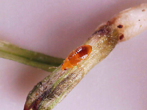 Plant Bug Nymph - Miridae Found inside a Coneflower Rosette Mite Gall (Family Eriophyidae) on Echinacea sp. This bug was only 1-2 mm in length. Photographed with a microscope.

Here are the mites from the gall:
https://www.jungledragon.com/image/138778/coneflower_rosette_mites_family_eriophyidae_on_echinacea_sp.html

Here is what the gall looks like:
https://www.jungledragon.com/image/138780/coneflower_rosette_mite_gall_family_eriophyidae_on_echinacea_sp.html Echinacea,Geotagged,United States,miridae,nymph,plant bug