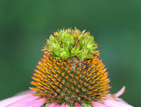 Coneflower Rosette Mite Gall (Family Eriophyidae) on Echinacea sp. The green tufted growth on the disc of this coneflower is caused by a tiny eriophyid mite. These mites cause flower head distortion by feeding at the base of the flowers. Eriophyid mites are unique in that they only have 2 pairs of legs (most mites have 4 pairs), and they are so tiny that you would need 40x magnification to see them clearly (most mites can be seen with a 10x hand lens).

The mite has yet to be taxonomically categorized, so it has no scientific name. But, it's generally referred to as the Coneflower Rosette Mite based on the damage that it causes to coneflowers.

Here are the mites from the gall:
https://www.jungledragon.com/image/138778/coneflower_rosette_mites_family_eriophyidae_on_echinacea_sp.html

https://vimeo.com/735614976 Echinacea,Geotagged,Summer,United States,coneflower rosette mite,eriophyidae,gall