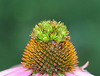 Coneflower Rosette Mite Gall (Family Eriophyidae) on Echinacea sp. The green tufted growth on the disc of this coneflower is caused by a tiny eriophyid mite. These mites cause flower head distortion by feeding at the base of the flowers. Eriophyid mites are unique in that they only have 2 pairs of legs (most mites have 4 pairs), and they are so tiny that you would need 40x magnification to see them clearly (most mites can be seen with a 10x hand lens).<br />
<br />
The mite has yet to be taxonomically categorized, so it has no scientific name. But, it's generally referred to as the Coneflower Rosette Mite based on the damage that it causes to coneflowers.<br />
<br />
Here are the mites from the gall:<br />
https://www.jungledragon.com/image/138778/coneflower_rosette_mites_family_eriophyidae_on_echinacea_sp.html<br />
<br />
https://vimeo.com/735614976 Echinacea,Geotagged,Summer,United States,coneflower rosette mite,eriophyidae,gall
