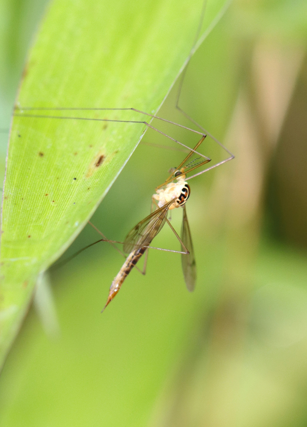 Tiger Crane Fly - Nephrotoma virescens Habitat: Meadow Geotagged,Nephrotoma,Nephrotoma virescens,Summer,United States,crane fly,tipulidae