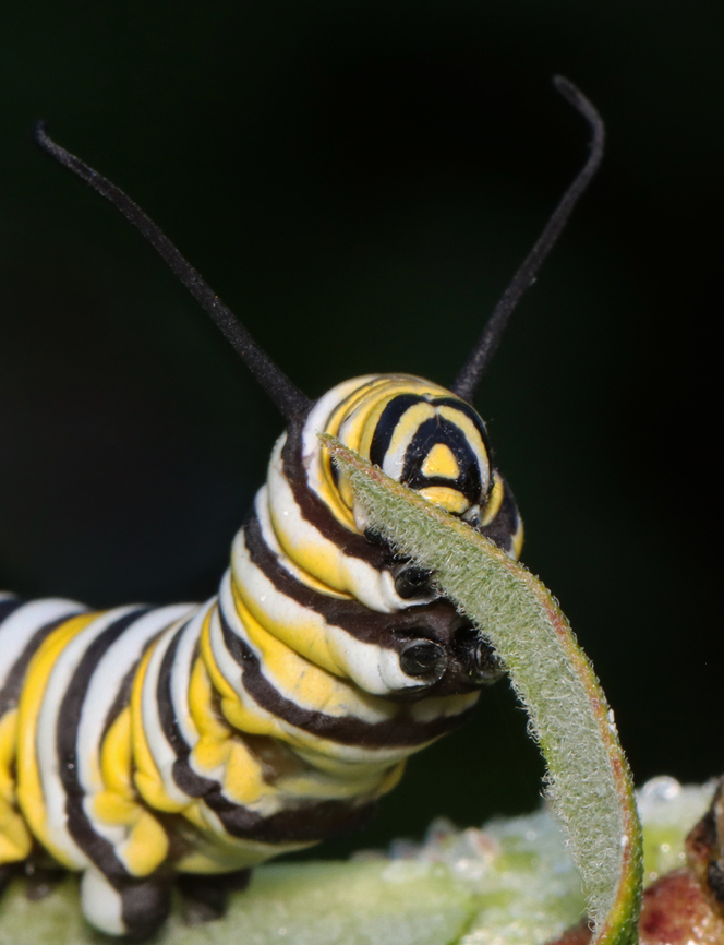 Monarch Caterpillar - Danaus plexippus There have been very few monarchs this summer. It&#039;s appropriate that they have finally been designated as endangered by the IUCN.<br />
<br />
Habitat: Milkweed<br />
<figure class="photo"><a href="https://www.jungledragon.com/image/138782/monarch_caterpillar_-_danaus_plexippus.html" title="Monarch Caterpillar - Danaus plexippus"><img src="https://s3.amazonaws.com/media.jungledragon.com/images/3232/138782_thumb.jpg?AWSAccessKeyId=05GMT0V3GWVNE7GGM1R2&Expires=1759968010&Signature=aloa1u4Fl4%2BZ6%2BnAM2RTpvr7Jns%3D" width="118" height="152" alt="Monarch Caterpillar - Danaus plexippus There have been very few monarchs this summer. It&#039;s appropriate that they have finally been designated as endangered by the IUCN.<br />
<br />
Habitat: Milkweed<br />
https://www.jungledragon.com/image/138782/monarch_caterpillar_-_danaus_plexippus.html<br />
https://www.jungledragon.com/image/138784/monarch_caterpillar_-_danaus_plexippus.html<br />
https://www.jungledragon.com/image/138783/monarch_caterpillar_-_danaus_plexippus.html Danaus plexippus,Geotagged,Monarch butterfly,Summer,United States,caterpillar,danaus,larva,monarch" /></a></figure><br />
<figure class="photo"><a href="https://www.jungledragon.com/image/138784/monarch_caterpillar_-_danaus_plexippus.html" title="Monarch Caterpillar - Danaus plexippus"><img src="https://s3.amazonaws.com/media.jungledragon.com/images/3232/138784_thumb.jpg?AWSAccessKeyId=05GMT0V3GWVNE7GGM1R2&Expires=1759968010&Signature=Hx66m%2FUgWGSHQuq4cFhPkA3Iy%2FI%3D" width="200" height="164" alt="Monarch Caterpillar - Danaus plexippus There have been very few monarchs this summer. It&#039;s appropriate that they have finally been designated as endangered by the IUCN.<br />
<br />
Habitat: Milkweed<br />
https://www.jungledragon.com/image/138782/monarch_caterpillar_-_danaus_plexippus.html<br />
https://www.jungledragon.com/image/138784/monarch_caterpillar_-_danaus_plexippus.html<br />
https://www.jungledragon.com/image/138783/monarch_caterpillar_-_danaus_plexippus.html Danaus plexippus,Geotagged,Monarch butterfly,Summer,United States" /></a></figure><br />
<figure class="photo"><a href="https://www.jungledragon.com/image/138783/monarch_caterpillar_-_danaus_plexippus.html" title="Monarch Caterpillar - Danaus plexippus"><img src="https://s3.amazonaws.com/media.jungledragon.com/images/3232/138783_thumb.jpg?AWSAccessKeyId=05GMT0V3GWVNE7GGM1R2&Expires=1759968010&Signature=Ox77wp%2B64rxKZrAShlbEPo1pyfA%3D" width="200" height="152" alt="Monarch Caterpillar - Danaus plexippus There have been very few monarchs this summer. It&#039;s appropriate that they have finally been designated as endangered by the IUCN.<br />
<br />
Habitat: Milkweed<br />
https://www.jungledragon.com/image/138782/monarch_caterpillar_-_danaus_plexippus.html<br />
https://www.jungledragon.com/image/138784/monarch_caterpillar_-_danaus_plexippus.html<br />
https://www.jungledragon.com/image/138783/monarch_caterpillar_-_danaus_plexippus.html Danaus plexippus,Geotagged,Monarch butterfly,Summer,United States" /></a></figure> Danaus plexippus,Geotagged,Monarch butterfly,Summer,United States,caterpillar,danaus,larva,monarch