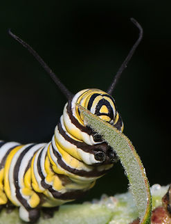 Monarch Caterpillar - Danaus plexippus There have been very few monarchs this summer. It's appropriate that they have finally been designated as endangered by the IUCN.

Habitat: Milkweed
https://www.jungledragon.com/image/138782/monarch_caterpillar_-_danaus_plexippus.html
https://www.jungledragon.com/image/138784/monarch_caterpillar_-_danaus_plexippus.html
https://www.jungledragon.com/image/138783/monarch_caterpillar_-_danaus_plexippus.html Danaus plexippus,Geotagged,Monarch butterfly,Summer,United States,caterpillar,danaus,larva,monarch