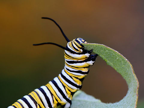 Monarch Caterpillar - Danaus plexippus There have been very few monarchs this summer. It's appropriate that they have finally been designated as endangered by the IUCN.

Habitat: Milkweed
https://www.jungledragon.com/image/138782/monarch_caterpillar_-_danaus_plexippus.html
https://www.jungledragon.com/image/138784/monarch_caterpillar_-_danaus_plexippus.html
https://www.jungledragon.com/image/138783/monarch_caterpillar_-_danaus_plexippus.html Danaus plexippus,Geotagged,Monarch butterfly,Summer,United States