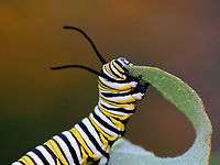 Monarch Caterpillar - Danaus plexippus There have been very few monarchs this summer. It's appropriate that they have finally been designated as endangered by the IUCN.<br />
<br />
Habitat: Milkweed<br />
https://www.jungledragon.com/image/138782/monarch_caterpillar_-_danaus_plexippus.html<br />
https://www.jungledragon.com/image/138784/monarch_caterpillar_-_danaus_plexippus.html<br />
https://www.jungledragon.com/image/138783/monarch_caterpillar_-_danaus_plexippus.html Danaus plexippus,Geotagged,Monarch butterfly,Summer,United States