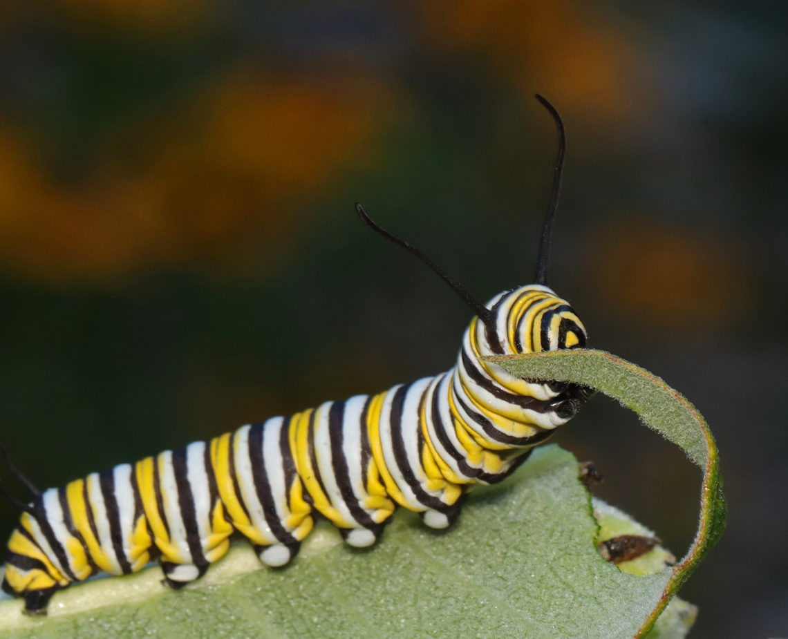 Monarch Caterpillar - Danaus plexippus There have been very few monarchs this summer. It's appropriate that they have finally been designated as endangered by the IUCN.<br />
<br />
Habitat: Milkweed<br />
<figure class="photo"><a href="https://www.jungledragon.com/image/138782/monarch_caterpillar_-_danaus_plexippus.html" title="Monarch Caterpillar - Danaus plexippus"><img src="https://s3.amazonaws.com/media.jungledragon.com/images/3232/138782_thumb.jpg?AWSAccessKeyId=05GMT0V3GWVNE7GGM1R2&Expires=1769040010&Signature=yDthb9rP7Yn7%2B9fCB3U838spG%2Bo%3D" width="118" height="152" alt="Monarch Caterpillar - Danaus plexippus There have been very few monarchs this summer. It's appropriate that they have finally been designated as endangered by the IUCN.<br />
<br />
Habitat: Milkweed<br />
https://www.jungledragon.com/image/138782/monarch_caterpillar_-_danaus_plexippus.html<br />
https://www.jungledragon.com/image/138784/monarch_caterpillar_-_danaus_plexippus.html<br />
https://www.jungledragon.com/image/138783/monarch_caterpillar_-_danaus_plexippus.html Danaus plexippus,Geotagged,Monarch butterfly,Summer,United States,caterpillar,danaus,larva,monarch" /></a></figure><br />
<figure class="photo"><a href="https://www.jungledragon.com/image/138784/monarch_caterpillar_-_danaus_plexippus.html" title="Monarch Caterpillar - Danaus plexippus"><img src="https://s3.amazonaws.com/media.jungledragon.com/images/3232/138784_thumb.jpg?AWSAccessKeyId=05GMT0V3GWVNE7GGM1R2&Expires=1769040010&Signature=cm6dOEOTEBHn6d1Of8D7g1PxhRo%3D" width="200" height="164" alt="Monarch Caterpillar - Danaus plexippus There have been very few monarchs this summer. It's appropriate that they have finally been designated as endangered by the IUCN.<br />
<br />
Habitat: Milkweed<br />
https://www.jungledragon.com/image/138782/monarch_caterpillar_-_danaus_plexippus.html<br />
https://www.jungledragon.com/image/138784/monarch_caterpillar_-_danaus_plexippus.html<br />
https://www.jungledragon.com/image/138783/monarch_caterpillar_-_danaus_plexippus.html Danaus plexippus,Geotagged,Monarch butterfly,Summer,United States" /></a></figure><br />
<figure class="photo"><a href="https://www.jungledragon.com/image/138783/monarch_caterpillar_-_danaus_plexippus.html" title="Monarch Caterpillar - Danaus plexippus"><img src="https://s3.amazonaws.com/media.jungledragon.com/images/3232/138783_thumb.jpg?AWSAccessKeyId=05GMT0V3GWVNE7GGM1R2&Expires=1769040010&Signature=TtUxb%2FAQemPMYRcNKflDamDhC1g%3D" width="200" height="152" alt="Monarch Caterpillar - Danaus plexippus There have been very few monarchs this summer. It's appropriate that they have finally been designated as endangered by the IUCN.<br />
<br />
Habitat: Milkweed<br />
https://www.jungledragon.com/image/138782/monarch_caterpillar_-_danaus_plexippus.html<br />
https://www.jungledragon.com/image/138784/monarch_caterpillar_-_danaus_plexippus.html<br />
https://www.jungledragon.com/image/138783/monarch_caterpillar_-_danaus_plexippus.html Danaus plexippus,Geotagged,Monarch butterfly,Summer,United States" /></a></figure> Danaus plexippus,Geotagged,Monarch butterfly,Summer,United States