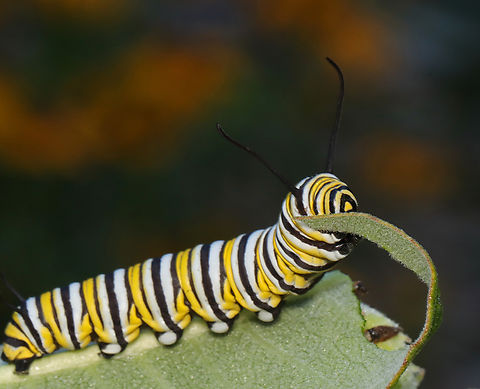 Monarch Caterpillar - Danaus plexippus There have been very few monarchs this summer. It's appropriate that they have finally been designated as endangered by the IUCN.

Habitat: Milkweed
https://www.jungledragon.com/image/138782/monarch_caterpillar_-_danaus_plexippus.html
https://www.jungledragon.com/image/138784/monarch_caterpillar_-_danaus_plexippus.html
https://www.jungledragon.com/image/138783/monarch_caterpillar_-_danaus_plexippus.html Danaus plexippus,Geotagged,Monarch butterfly,Summer,United States