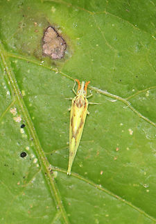 Derbid Planthopper - Otiocerus wolfii Habitat: Resting on vegetation beside a pond Derbidae,Geotagged,Otiocerus,Otiocerus wolfii,Summer,United States,planthopper
