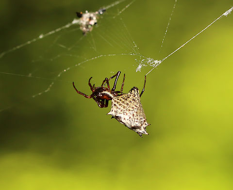 Spined Micrathena - Micrathena gracilis Habitat: Deciduous forest
https://www.jungledragon.com/image/138787/spined_micrathena_-_micrathena_gracilis.html Geotagged,Micrathena gracilis,Spined micrathena,Summer,United States