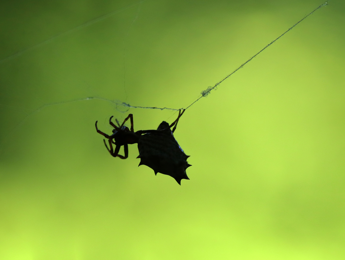 Spined Micrathena - Micrathena gracilis I love catching their silhouettes.<br />
<br />
Habitat: Deciduous forest<br />
<figure class="photo"><a href="https://www.jungledragon.com/image/138786/spined_micrathena_-_micrathena_gracilis.html" title="Spined Micrathena - Micrathena gracilis"><img src="https://s3.amazonaws.com/media.jungledragon.com/images/3232/138786_thumb.jpg?AWSAccessKeyId=05GMT0V3GWVNE7GGM1R2&Expires=1763596810&Signature=vrNOkbypg89hQpmoZLkv1VEkWcg%3D" width="200" height="164" alt="Spined Micrathena - Micrathena gracilis Habitat: Deciduous forest<br />
https://www.jungledragon.com/image/138787/spined_micrathena_-_micrathena_gracilis.html Geotagged,Micrathena gracilis,Spined micrathena,Summer,United States" /></a></figure> Geotagged,Micrathena,Micrathena gracilis,Spined micrathena,Summer,United States,spider