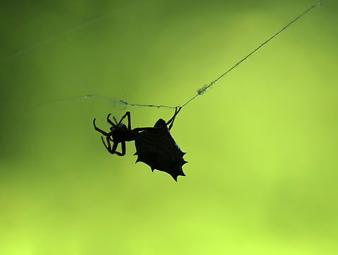 Spined Micrathena - Micrathena gracilis I love catching their silhouettes.

Habitat: Deciduous forest
https://www.jungledragon.com/image/138786/spined_micrathena_-_micrathena_gracilis.html Geotagged,Micrathena,Micrathena gracilis,Spined micrathena,Summer,United States,spider
