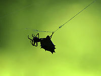 Spined Micrathena - Micrathena gracilis I love catching their silhouettes.<br />
<br />
Habitat: Deciduous forest<br />
https://www.jungledragon.com/image/138786/spined_micrathena_-_micrathena_gracilis.html Geotagged,Micrathena,Micrathena gracilis,Spined micrathena,Summer,United States,spider