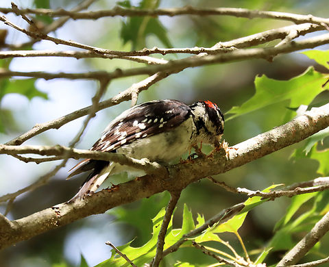 Woodpecker - Dryobates pubescens Habitat: Pecking on a great branch; Deciduous forest
https://www.jungledragon.com/image/138788/woodpecker_-_dryobates_pubescens_or_dryobates_villosus.html
https://www.jungledragon.com/image/138790/woodpecker_-_dryobates_pubescens_or_dryobates_villosus.html
https://www.jungledragon.com/image/138789/woodpecker_-_dryobates_pubescens_or_dryobates_villosus.html Downy woodpecker,Dryobates pubescens,Geotagged,Summer,United States
