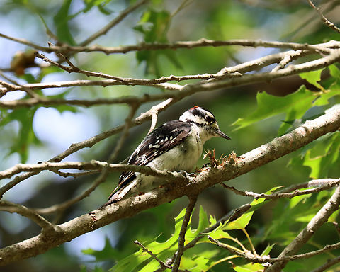 Woodpecker - Dryobates pubescens Habitat: Pecking on a great branch; Deciduous forest
https://www.jungledragon.com/image/138788/woodpecker_-_dryobates_pubescens_or_dryobates_villosus.html
https://www.jungledragon.com/image/138790/woodpecker_-_dryobates_pubescens_or_dryobates_villosus.html
https://www.jungledragon.com/image/138789/woodpecker_-_dryobates_pubescens_or_dryobates_villosus.html Downy woodpecker,Dryobates,Dryobates pubescens,Geotagged,Summer,United States,woodpecker
