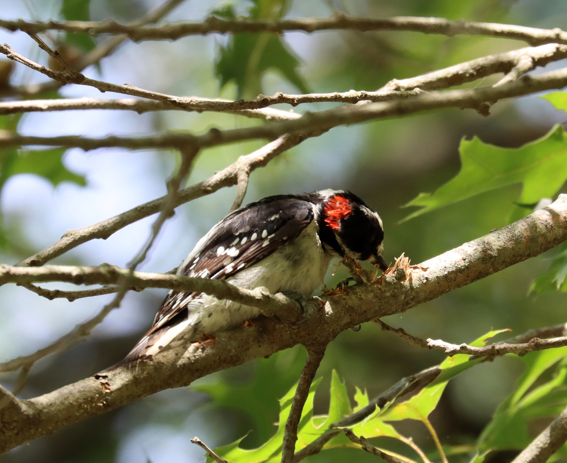 Woodpecker - Dryobates pubescens Habitat: Pecking on a great branch; Deciduous forest<br />
<figure class="photo"><a href="https://www.jungledragon.com/image/138788/woodpecker_-_dryobates_pubescens.html" title="Woodpecker - Dryobates pubescens"><img src="https://s3.amazonaws.com/media.jungledragon.com/images/3232/138788_thumb.jpg?AWSAccessKeyId=05GMT0V3GWVNE7GGM1R2&Expires=1770854410&Signature=R8izTOay5EqKANkim%2BzNkTjQO3Y%3D" width="200" height="164" alt="Woodpecker - Dryobates pubescens Habitat: Pecking on a great branch; Deciduous forest<br />
https://www.jungledragon.com/image/138788/woodpecker_-_dryobates_pubescens_or_dryobates_villosus.html<br />
https://www.jungledragon.com/image/138790/woodpecker_-_dryobates_pubescens_or_dryobates_villosus.html<br />
https://www.jungledragon.com/image/138789/woodpecker_-_dryobates_pubescens_or_dryobates_villosus.html Downy woodpecker,Dryobates pubescens,Geotagged,Summer,United States" /></a></figure><br />
<figure class="photo"><a href="https://www.jungledragon.com/image/138790/woodpecker_-_dryobates_pubescens.html" title="Woodpecker - Dryobates pubescens"><img src="https://s3.amazonaws.com/media.jungledragon.com/images/3232/138790_thumb.jpg?AWSAccessKeyId=05GMT0V3GWVNE7GGM1R2&Expires=1770854410&Signature=hbfDlLW%2Bu5FBizl4wgA6OfVSmlY%3D" width="200" height="164" alt="Woodpecker - Dryobates pubescens Habitat: Pecking on a great branch; Deciduous forest<br />
https://www.jungledragon.com/image/138788/woodpecker_-_dryobates_pubescens_or_dryobates_villosus.html<br />
https://www.jungledragon.com/image/138790/woodpecker_-_dryobates_pubescens_or_dryobates_villosus.html<br />
https://www.jungledragon.com/image/138789/woodpecker_-_dryobates_pubescens_or_dryobates_villosus.html Downy woodpecker,Dryobates pubescens,Geotagged,Summer,United States" /></a></figure><br />
<figure class="photo"><a href="https://www.jungledragon.com/image/138789/woodpecker_-_dryobates_pubescens.html" title="Woodpecker - Dryobates pubescens"><img src="https://s3.amazonaws.com/media.jungledragon.com/images/3232/138789_thumb.jpg?AWSAccessKeyId=05GMT0V3GWVNE7GGM1R2&Expires=1770854410&Signature=DkUtcYf8JNMBT20H5Ys66O7bWj4%3D" width="200" height="160" alt="Woodpecker - Dryobates pubescens Habitat: Pecking on a great branch; Deciduous forest<br />
https://www.jungledragon.com/image/138788/woodpecker_-_dryobates_pubescens_or_dryobates_villosus.html<br />
https://www.jungledragon.com/image/138790/woodpecker_-_dryobates_pubescens_or_dryobates_villosus.html<br />
https://www.jungledragon.com/image/138789/woodpecker_-_dryobates_pubescens_or_dryobates_villosus.html Downy woodpecker,Dryobates,Dryobates pubescens,Geotagged,Summer,United States,woodpecker" /></a></figure> Downy woodpecker,Dryobates pubescens,Geotagged,Summer,United States