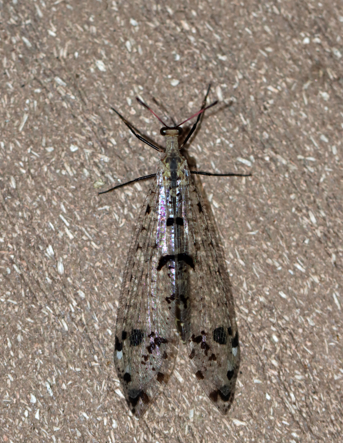 Spotted-winged Antlion - Dendroleon obsoletus Habitat: Attracted to a light Dendroleon,Dendroleon obsoletus,Geotagged,Myrmeleontidae,Summer,United States,antlion,spotted-winged antlion