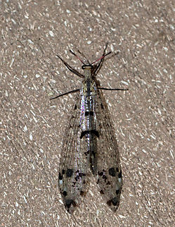 Spotted-winged Antlion