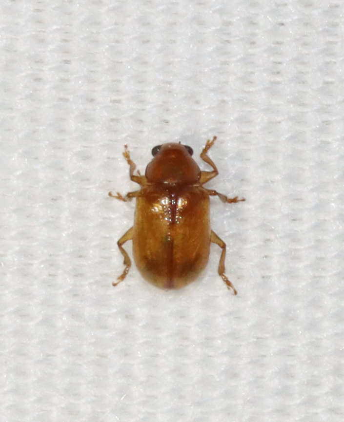 Beetle - Chrysomelidae, maybe Paria sp. Could be Paria sexnotata?<br />
<br />
Habitat: Attracted to a light Chrysomelidae,Coleoptera,Geotagged,Summer,United States,beetle,paria
