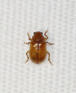 Beetle - Chrysomelidae, maybe Paria sp. Could be Paria sexnotata?

Habitat: Attracted to a light Chrysomelidae,Coleoptera,Geotagged,Summer,United States,beetle,paria