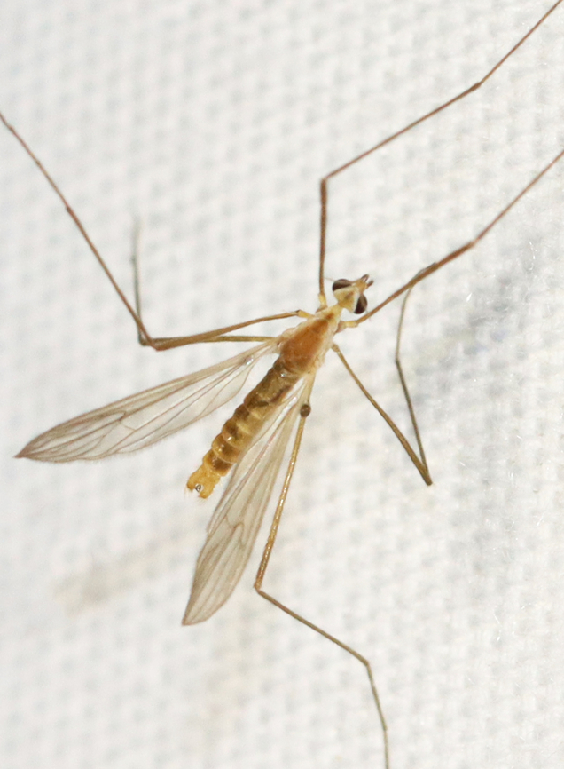 Crane Fly - Erioptera septemtrionis *Species is tentative<br />
<br />
Habitat: Attracted to a light Erioptera,Erioptera septemtrionis,Geotagged,Summer,United States,crane fly,diptera,fly,limoniidae